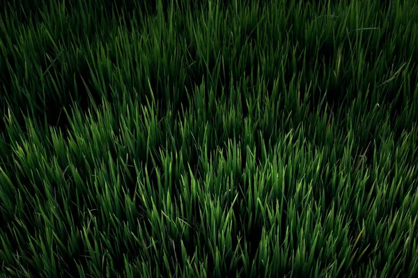 Reisfeld, die Schönheit des Reisfeldes von oben gesehen Hintergrund in Thailand. — Stockfoto