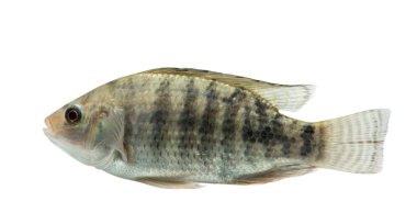 Oreochromis niloticus, kırpma yolu ile beyaz arka plan üzerinde izole taze çiğ balık