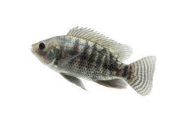 Oreochromis niloticus, kırpma yolu ile beyaz arka plan üzerinde izole taze çiğ balık