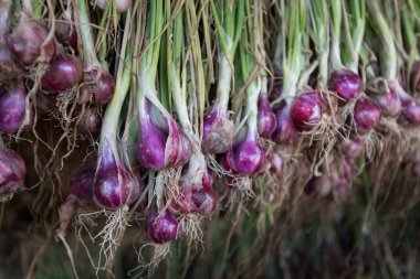 Arpacık kırmızı soğan (Allium ascalonicum), kuzeydoğu Tayland Sebze Bahçe tarım arazileri