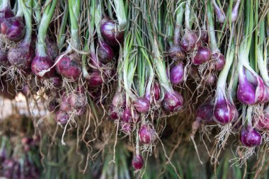 Arpacık kırmızı soğan (Allium ascalonicum), kuzeydoğu Tayland Sebze Bahçe tarım arazileri