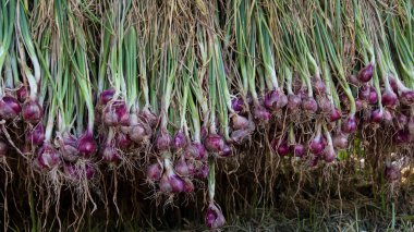 Arpacık kırmızı soğan (Allium ascalonicum), kuzeydoğu Tayland Sebze Bahçe tarım arazileri