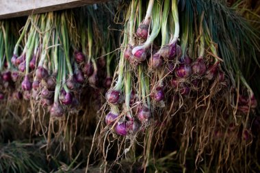 Arpacık kırmızı soğan (Allium ascalonicum), kuzeydoğu Tayland Sebze Bahçe tarım arazileri