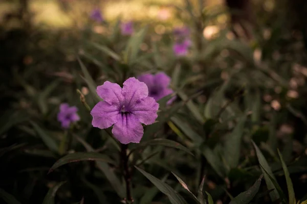 Seçici solf odaklanmak güzel purble renk çiçek bahçesinde günbatımı zamanı — Stok fotoğraf