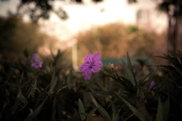 선택적 solf 일몰 시간에는 정원에서 아름 다운 숨겨진 색 꽃 초점 — 스톡 사진