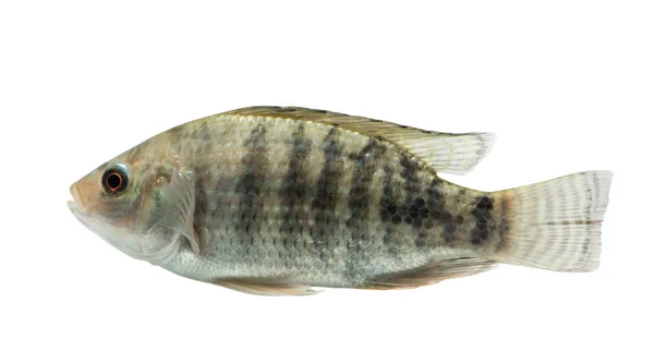 Oreochromis niloticus, peixe cru fresco isolado sobre fundo branco com caminho de recorte — Fotografia de Stock