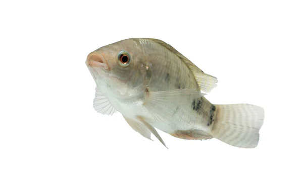 Oreochromis niloticus, peixe cru fresco isolado sobre fundo branco com caminho de recorte — Fotografia de Stock