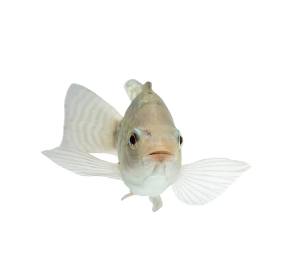 Oreochromis niloticus, peixe cru fresco isolado sobre fundo branco com caminho de recorte — Fotografia de Stock