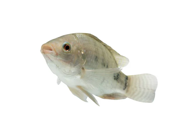 Oreochromis niloticus, peixe cru fresco isolado sobre fundo branco com caminho de recorte — Fotografia de Stock