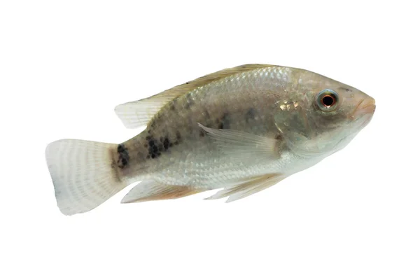 Oreochromis niloticus, peixe cru fresco isolado sobre fundo branco com caminho de recorte — Fotografia de Stock