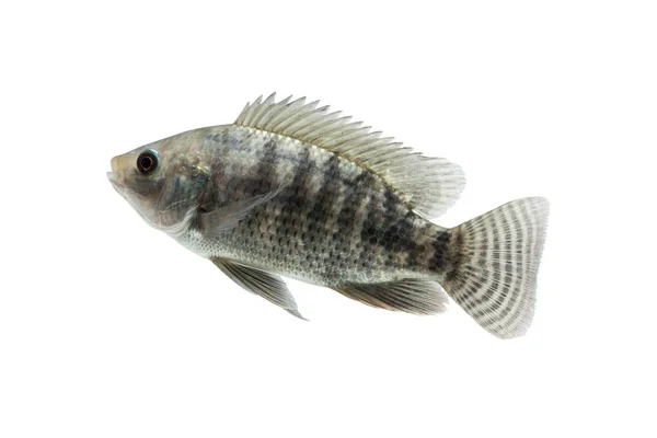 Oreochromis niloticus, peixe cru fresco isolado sobre fundo branco com caminho de recorte — Fotografia de Stock