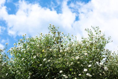 Kasımpatı tarlası: Mavi gökyüzü arka planlı tarlada beyaz kasımpatı çiçeği. Çin bitkisel ilaçları için..