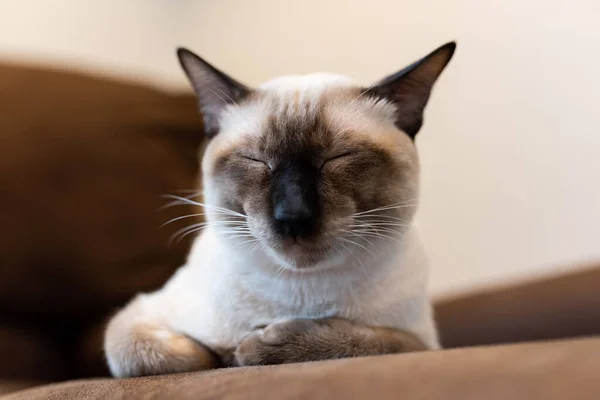 Katze Entspannt Sich Auf Der Couch Der Heimat — Stockfoto
