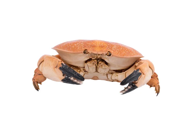 Krabbe Isoliert Auf Weißem Hintergrund Mit Clipping Pfad Trockenexemplar Tier — Stockfoto