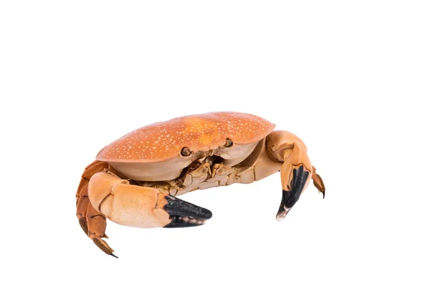 Crab Isolated White Background Clipping Path Dry Specimen Animal Marine — Stock Photo, Image