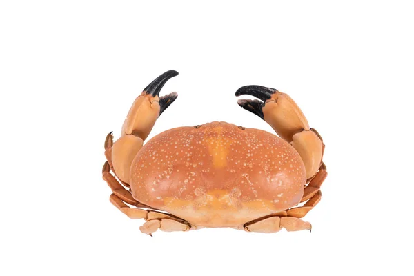 Crab Isolated White Background Clipping Path Dry Specimen Animal Marine — Stock Photo, Image