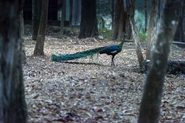 Peafowl Verde Bonito Muticus Pavo Floresta Natureza Parque Nacional Mae — Fotografia de Stock