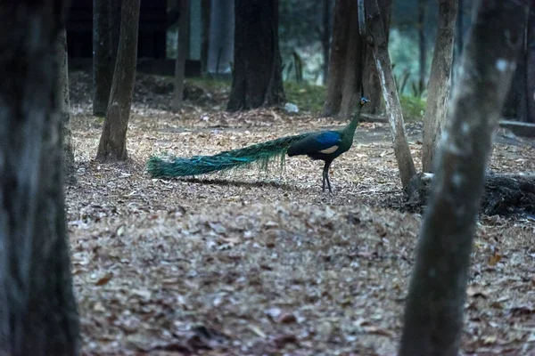 Mooie Groene Peafuil Pavo Muticus Het Natuurbos Bij Mae Wong — Stockfoto