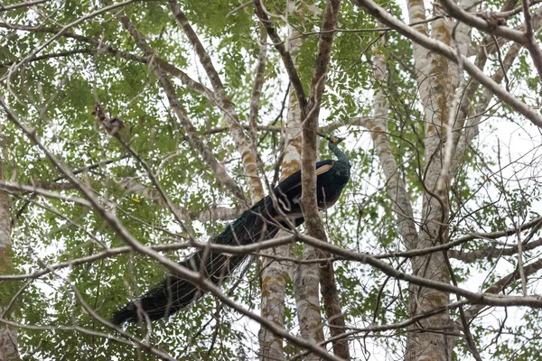 Mooie Groene Peafuil Pavo Muticus Het Natuurbos Bij Mae Wong — Stockfoto