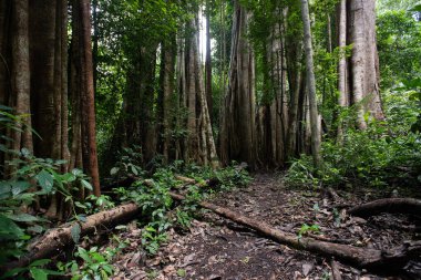 Yeşil bir ormanda Asya tropikal yağmur ormanları, orman ağaçları, ağaç kökleri ve güneş ışığı.