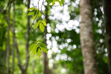Asya tropikal yağmur ormanlarında yeşil ağaç yaprakları.
