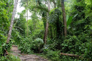 Asya tropikal yağmur ormanları, orman ağaçları, doğa yeşil ahşap arka planlar..