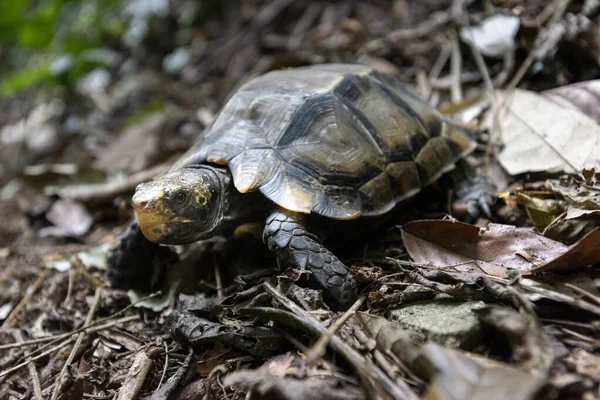 タイの自然林を歩く細長い亀 Indotestudo Elongata — ストック写真