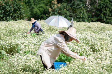 Kasımpatı Tarlası: Tayland 'da bir tarlada çay için beyaz kasımpatı çiçeği toplayan Taylandlı kadınlar