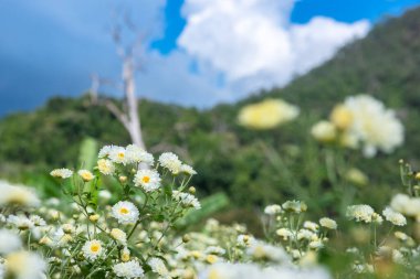 Kasımpatı tarlası: Mavi gökyüzü arka planlı tarlada beyaz kasımpatı çiçeği. Çin bitkisel ilaçları için..