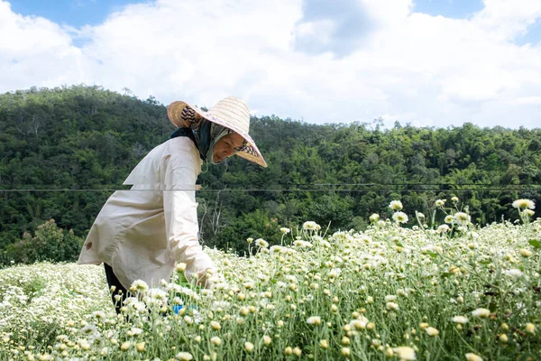 Chrysanthemum Field Donne Thailandesi Che Raccolgono Fiori Crisantemo Bianchi Campo — Foto Stock