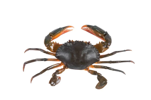 Crabe Isolé Sur Fond Blanc Avec Chemin Coupe Spécimen Sec — Photo