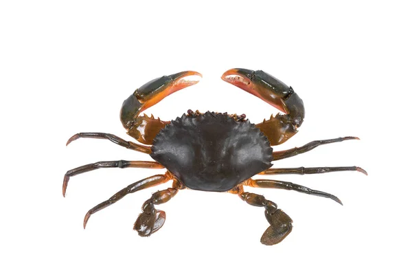 Crab Isolated White Background Clipping Path Dry Specimen Animal Marine — Stock Photo, Image