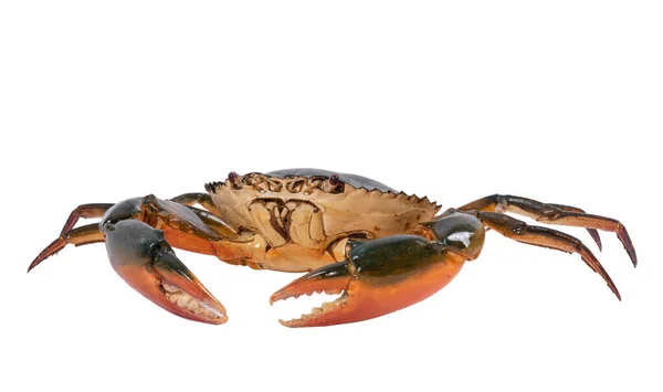 Krab Geïsoleerd Witte Achtergrond Met Knippad Droge Specimen Dier Mariene — Stockfoto