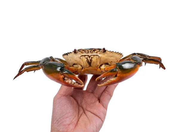 Krab Geïsoleerd Witte Achtergrond Met Knippad Droge Specimen Dier Mariene — Stockfoto