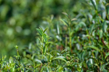 Yeşil çay arkaplanı - Angkhang Kraliyet Projesi, Chiang Mai, Tayland 'daki çay tarlalarında bulanık arka planda taze yapraklar.