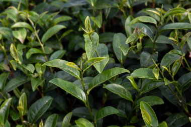 Yeşil çay arkaplanı - Angkhang Kraliyet Projesi, Chiang Mai, Tayland 'daki çay tarlalarında bulanık arka planda taze yapraklar.