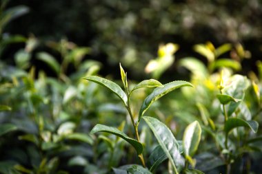 Yeşil çay arkaplanı - Angkhang Kraliyet Projesi, Chiang Mai, Tayland 'daki çay tarlalarında bulanık arka planda taze yapraklar.