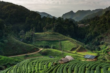 Yeşil çay arkaplanı - Angkhang Kraliyet Projesi, Chiang Mai, Tayland 'daki çay tarlalarında bulanık arka planda taze yapraklar.