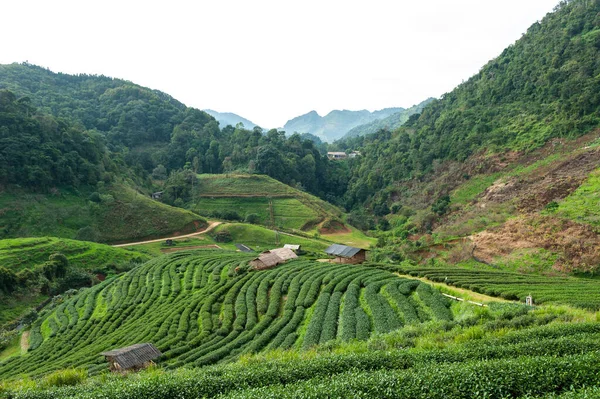 Fundo Chá Verde Folhas Frescas Fechar Sobre Fundo Borrado Plantações — Fotografia de Stock