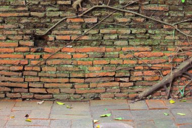 ağaç kök büyüme tuğla duvar