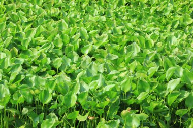 çevre sorunu su sümbül