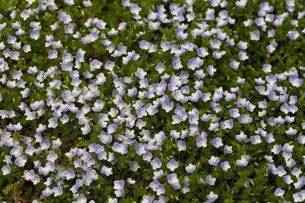 Grønt græs med små blå blomster - Stock-foto