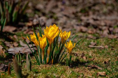 Glade üzerinde genç sarı Çiğdem.