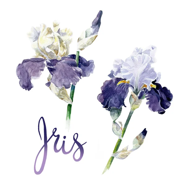 Iris. Ilustracja botaniczna kwiaty. — Zdjęcie stockowe