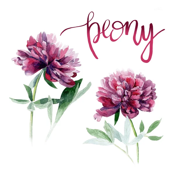Peonía. Ilustración flores botánicas . —  Fotos de Stock