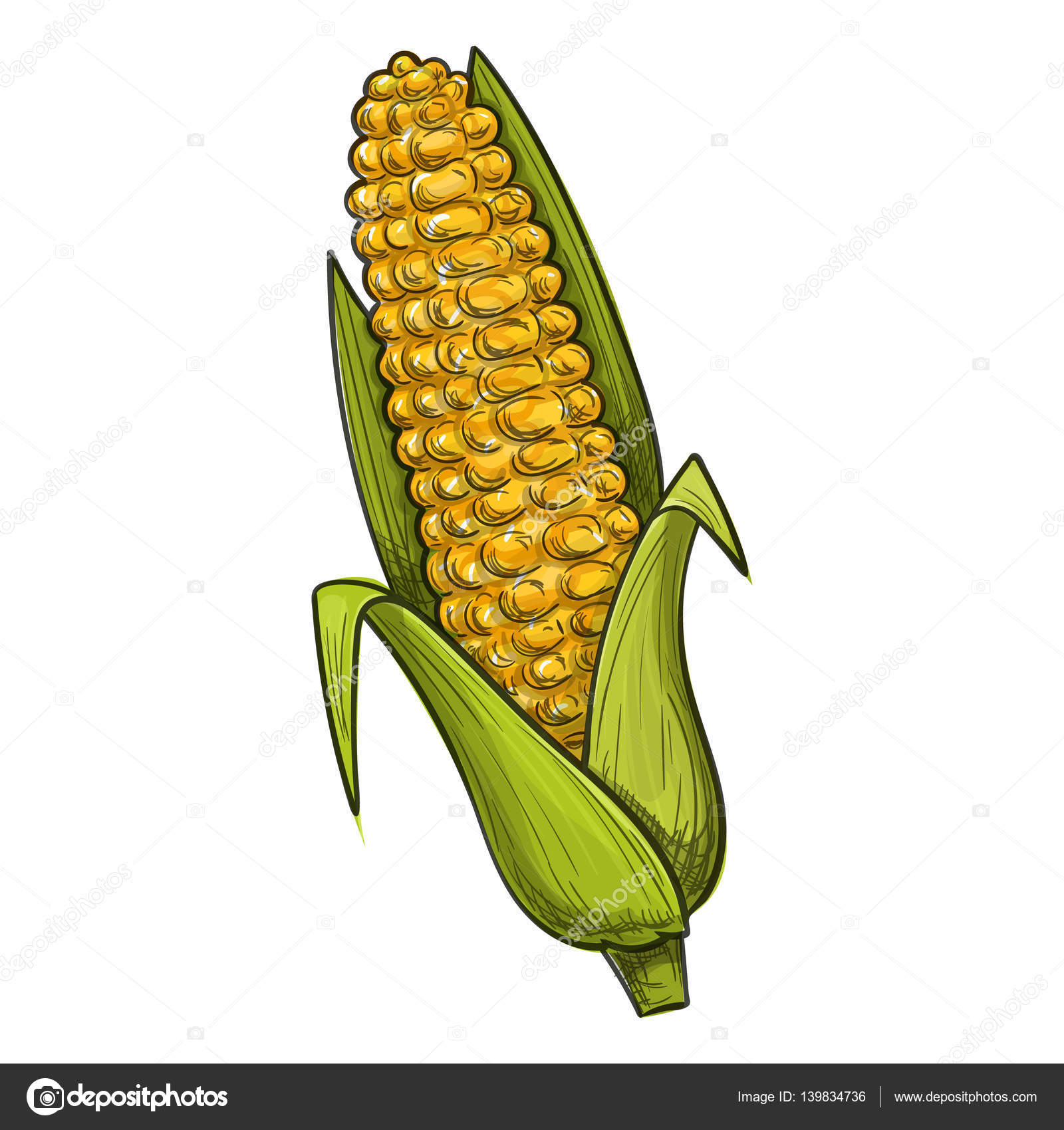 Colorful sketch style illustration of corn Stock Illustration by