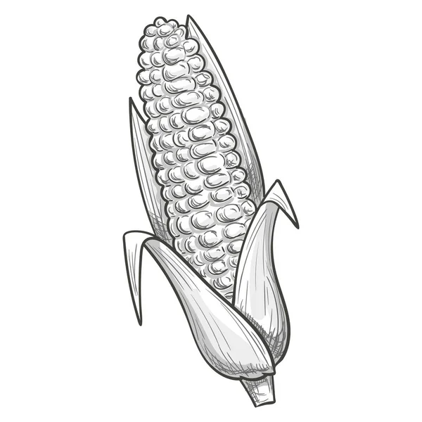 Zwart-wit schetsen stijl illustratie van maïs — Stockvector