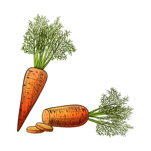 Estilo de boceto colorido zanahoria en rodajas — Archivo Imágenes Vectoriales