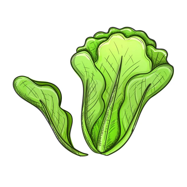 Зеленый салат — стоковый вектор