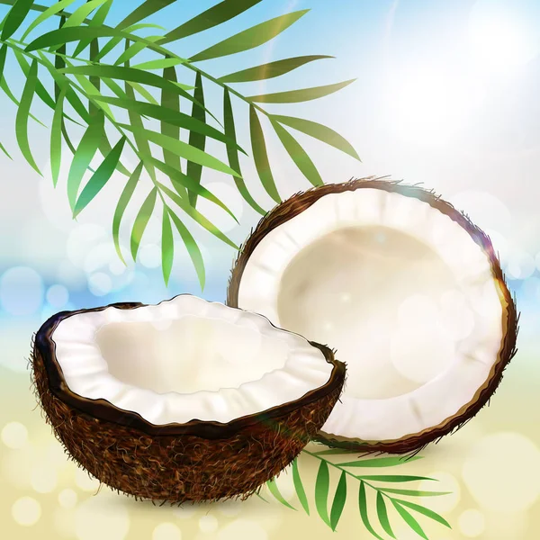 Coco e folhas de palma — Vetor de Stock